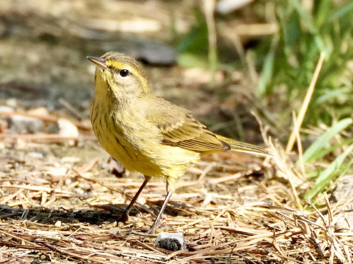 Palm Warbler - ML642349361