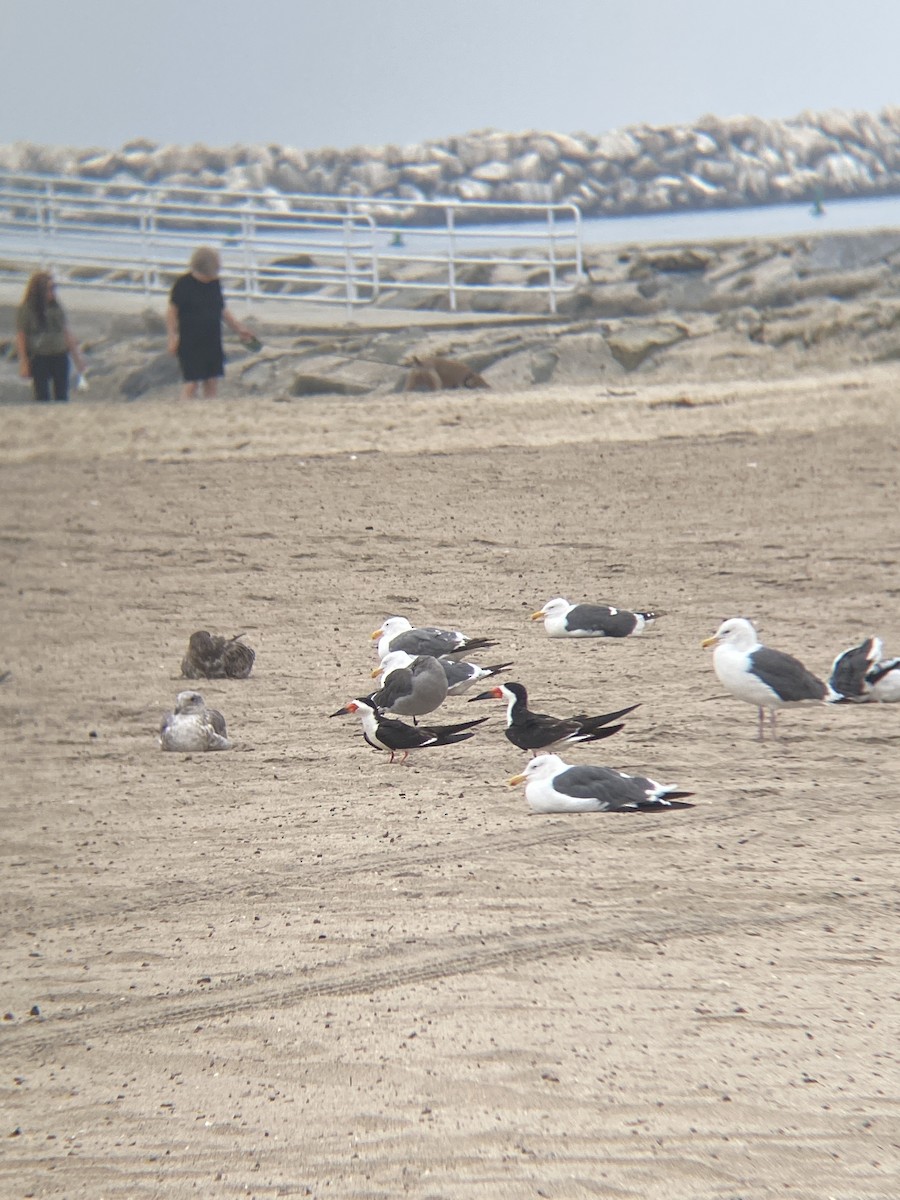Black Skimmer - ML642349381