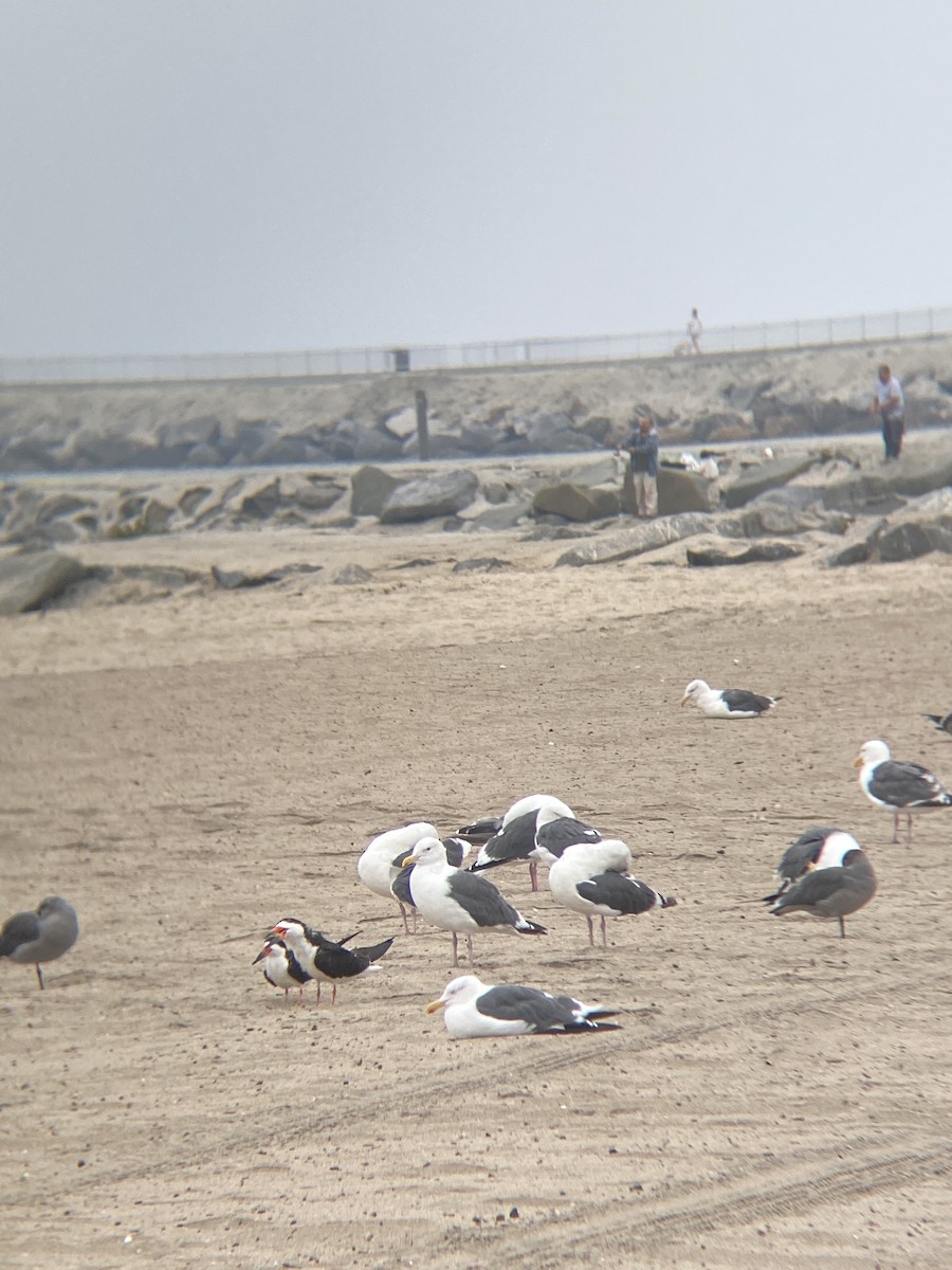 Black Skimmer - ML642349382