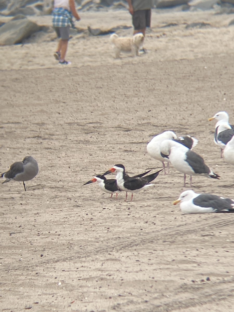 Black Skimmer - ML642349383