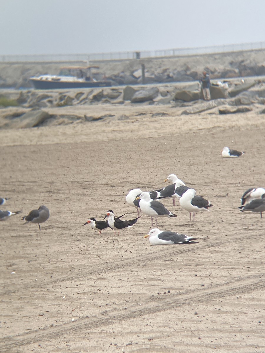 Black Skimmer - ML642349384