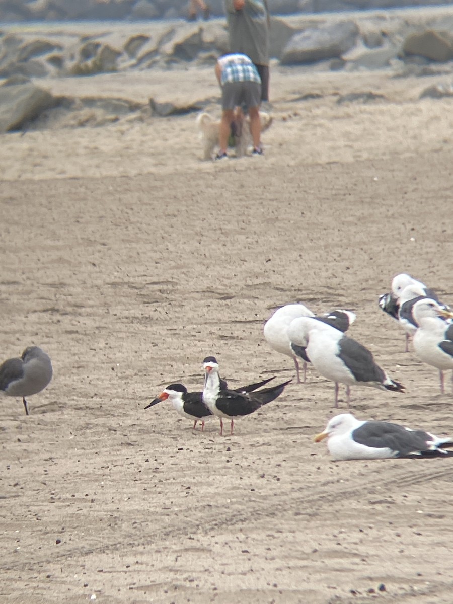 Black Skimmer - ML642349385