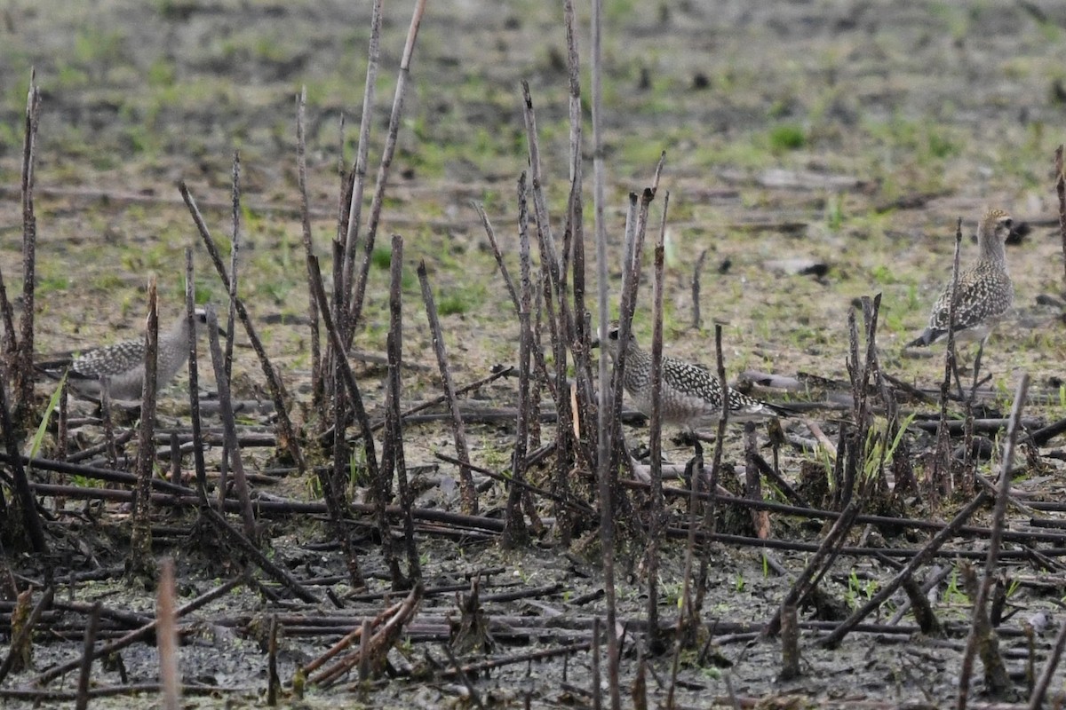 American Golden-Plover - ML642349399