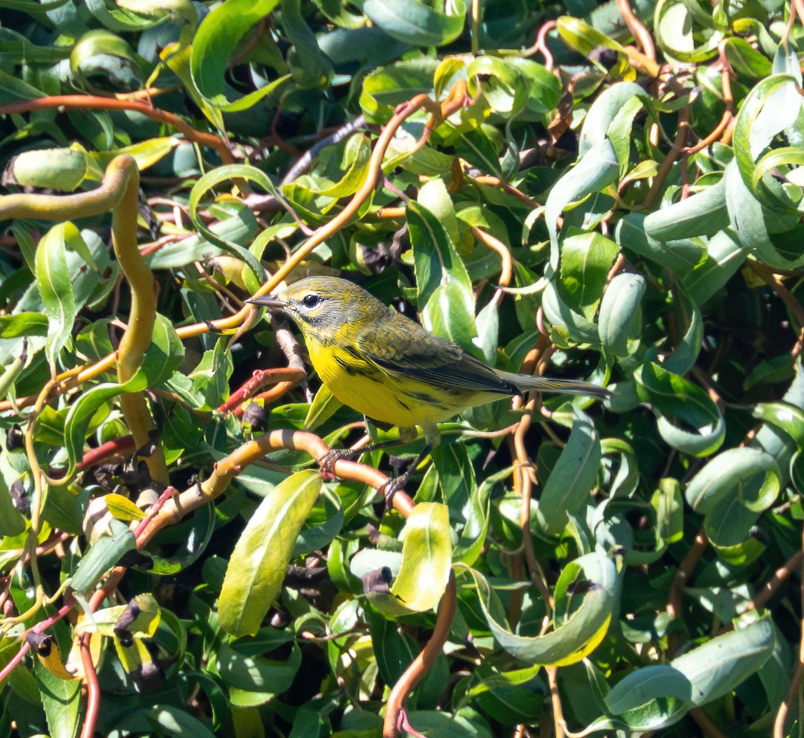 Prairie Warbler - ML642349403