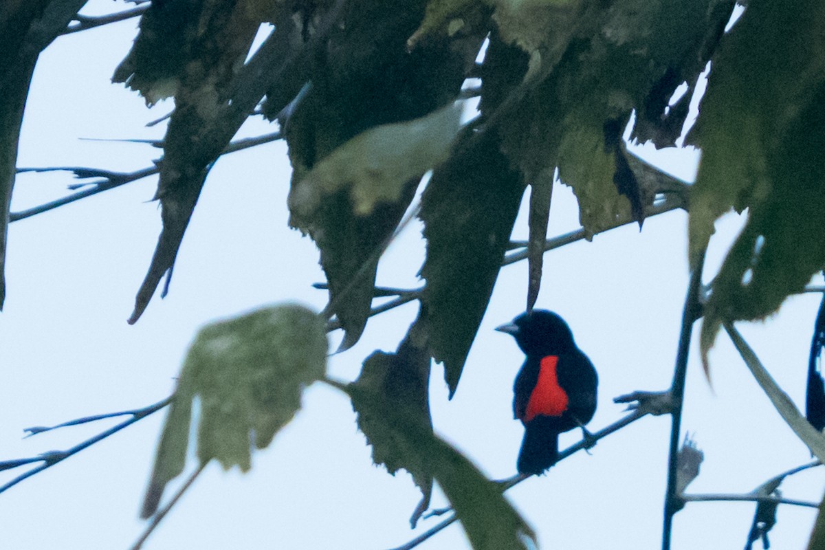 Scarlet-rumped Tanager - ML642349411