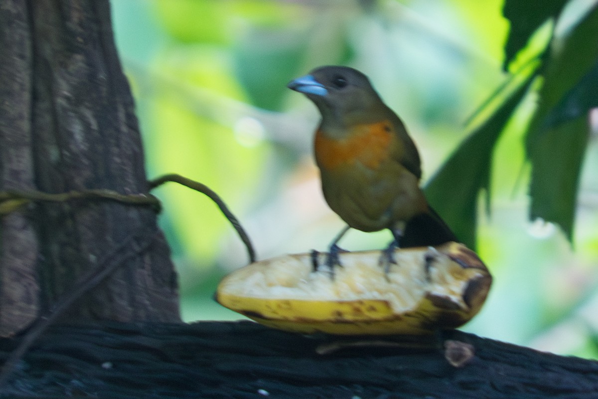 Scarlet-rumped Tanager - ML642349413