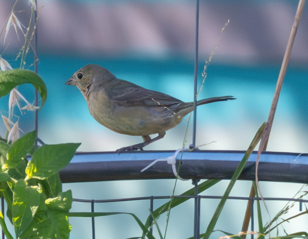 Painted Bunting - ML642349415