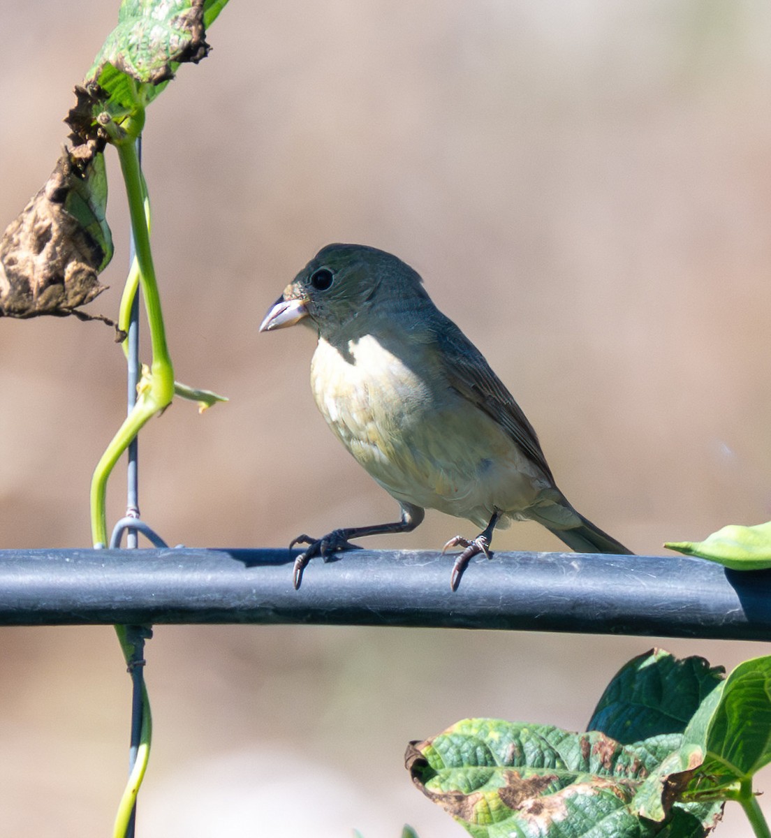 Painted Bunting - ML642349442