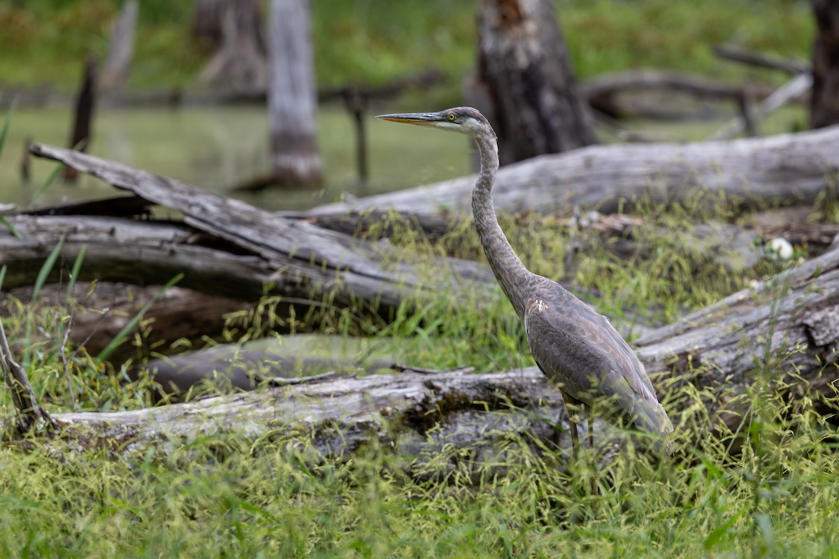 Great Blue Heron (Great Blue) - ML642349448