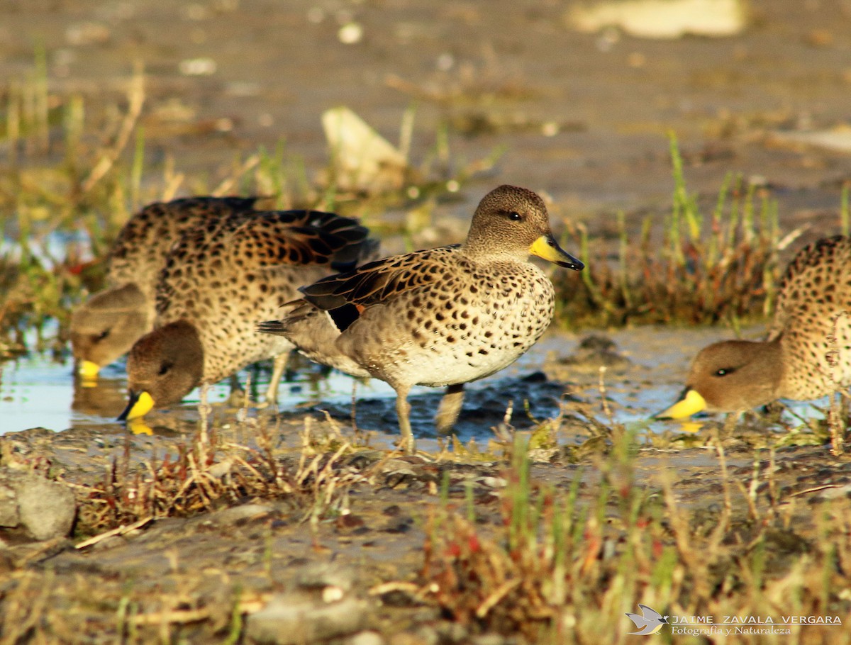 Yellow-billed Teal - ML642349475