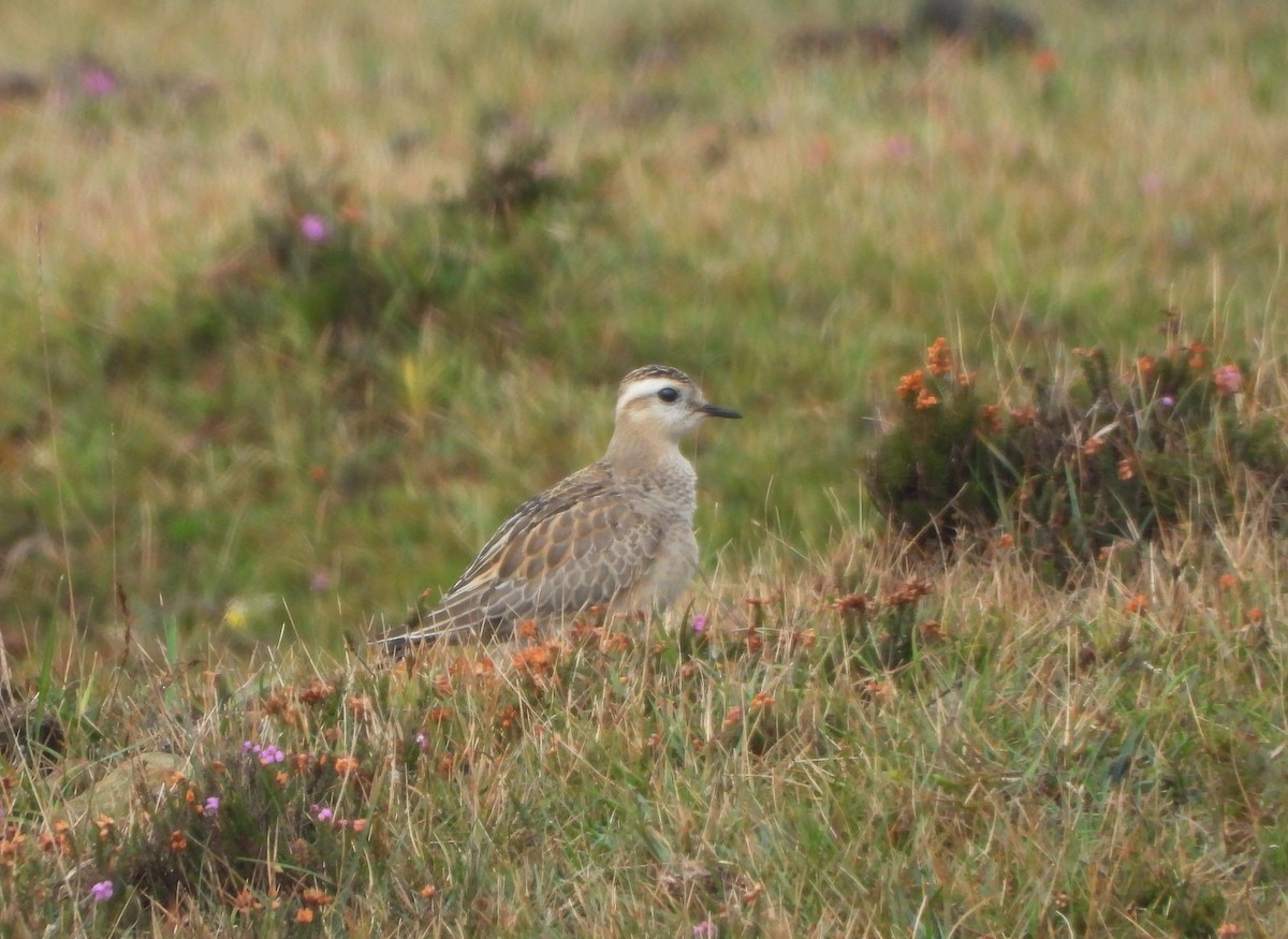 Eurasian Dotterel - ML642349477