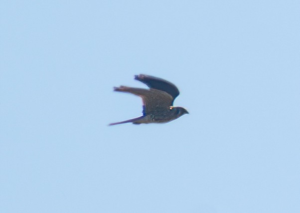 Merlin - ML642349480