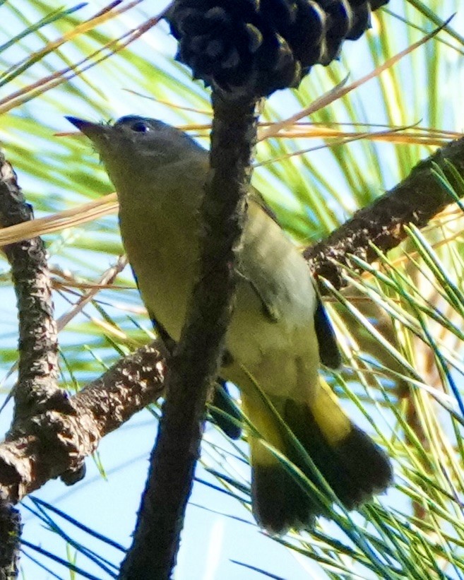 American Redstart - ML642349486