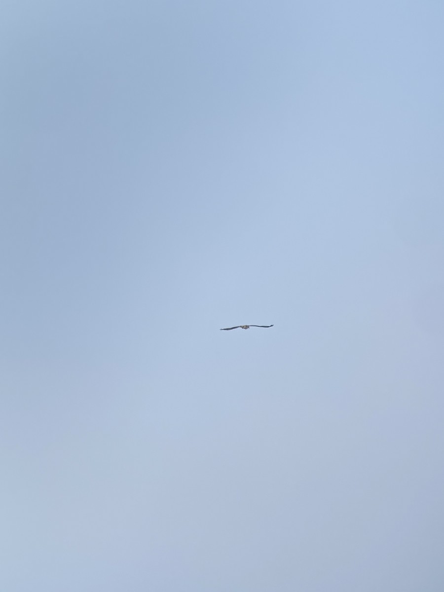 שלך - ML642349487