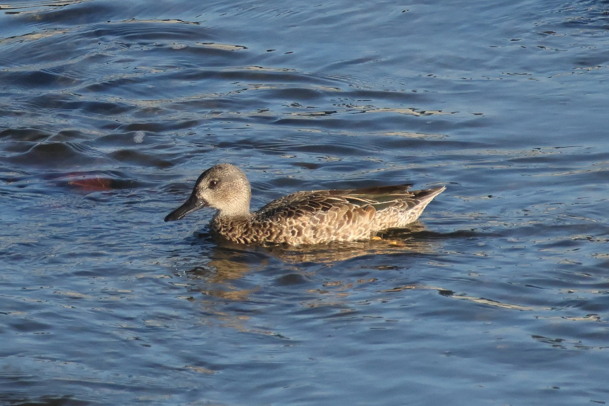 Blue-winged Teal - ML642349490