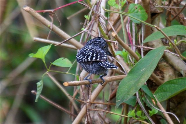 Barred Antshrike - ML642349494