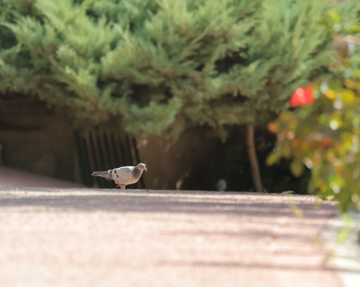カワラバト - ML642349498
