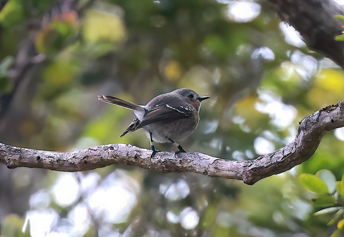 Kauai Elepaio - ML642349510