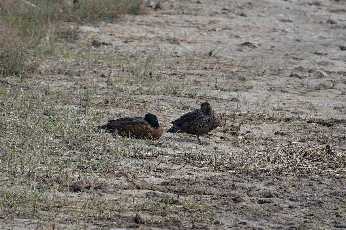 Chestnut Teal - ML642349525