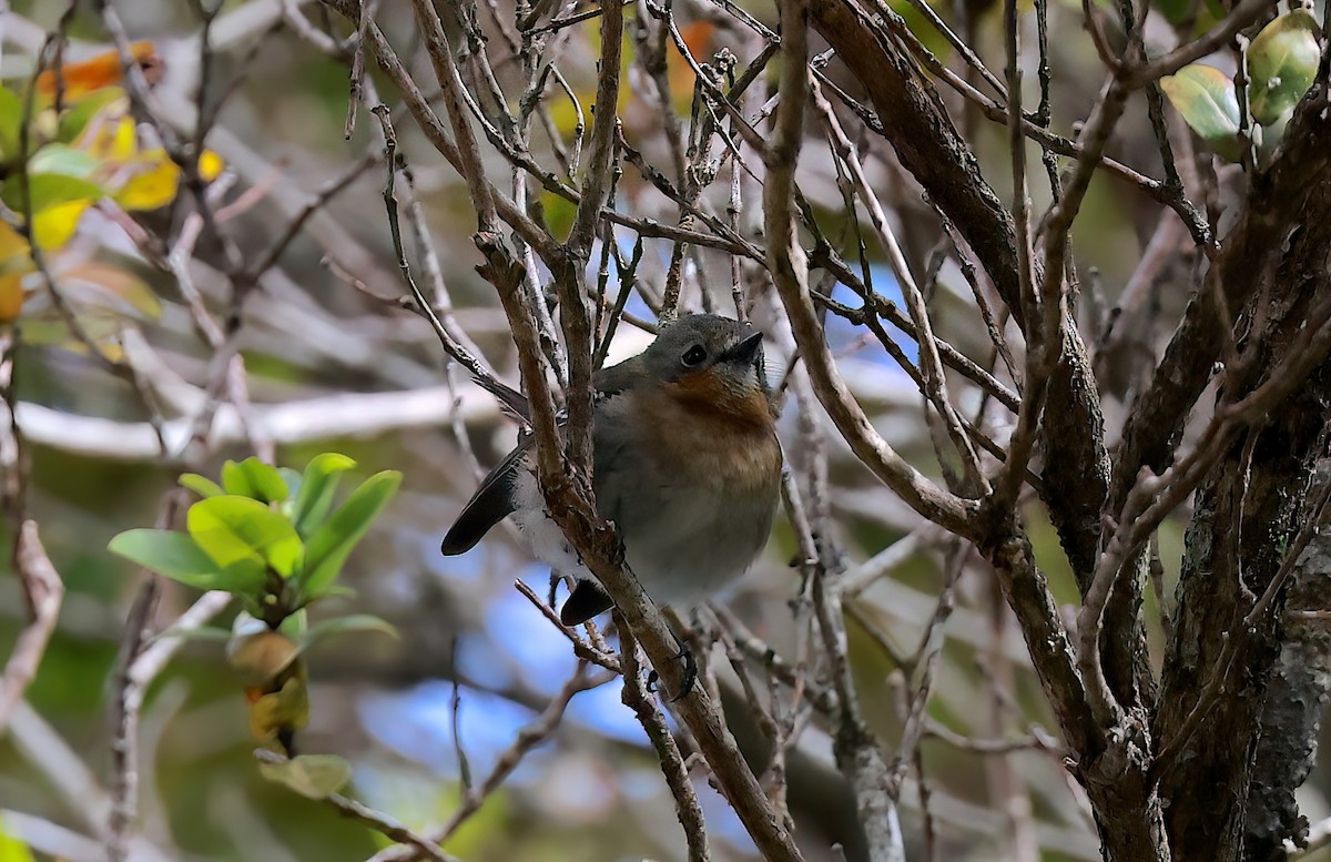 Kauai Elepaio - ML642349527
