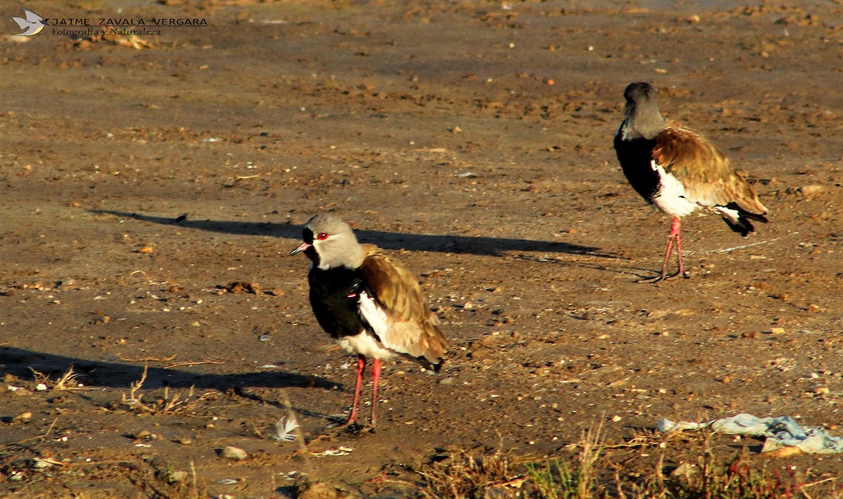 Southern Lapwing - ML642349529