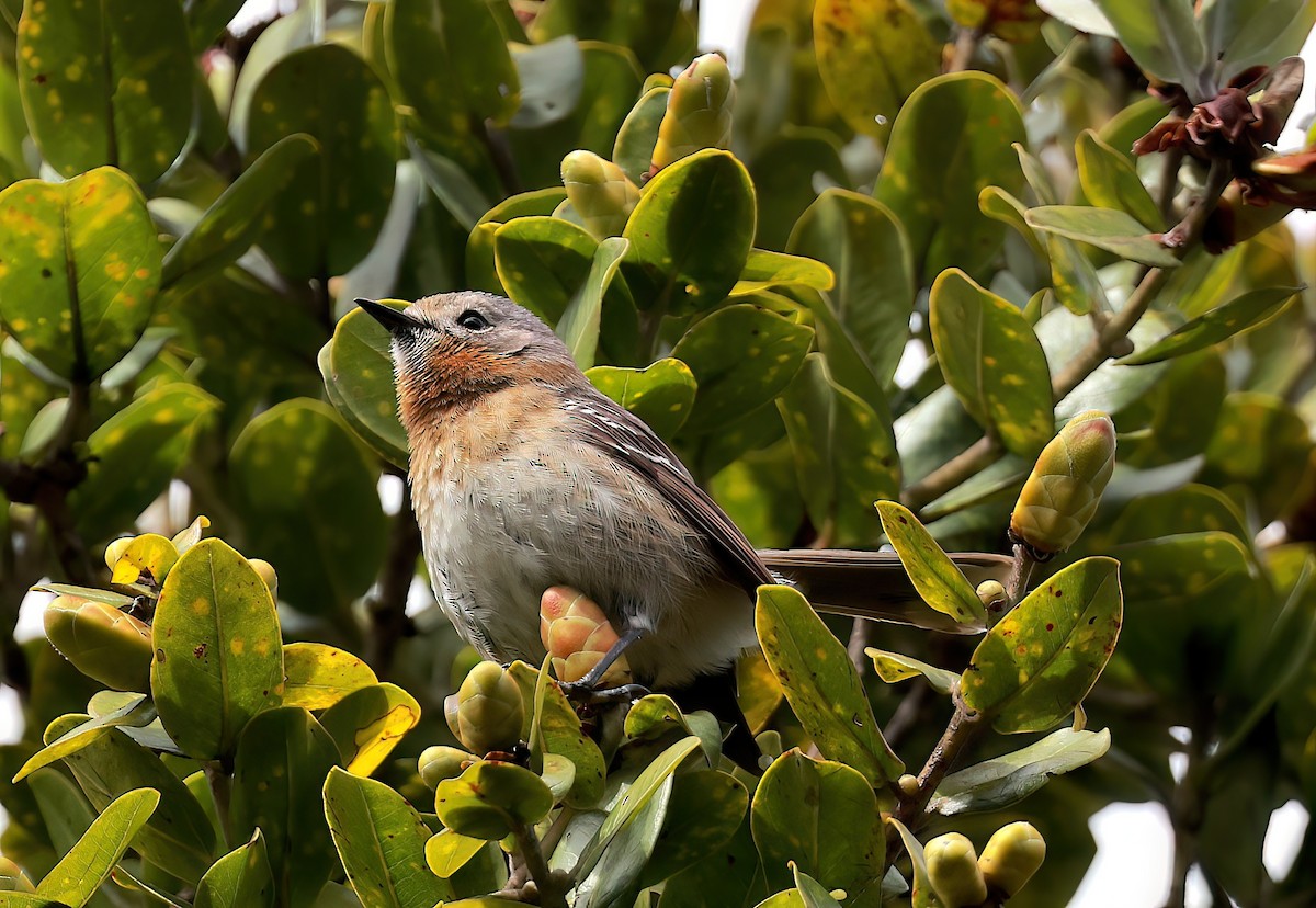 Kauai Elepaio - ML642349533