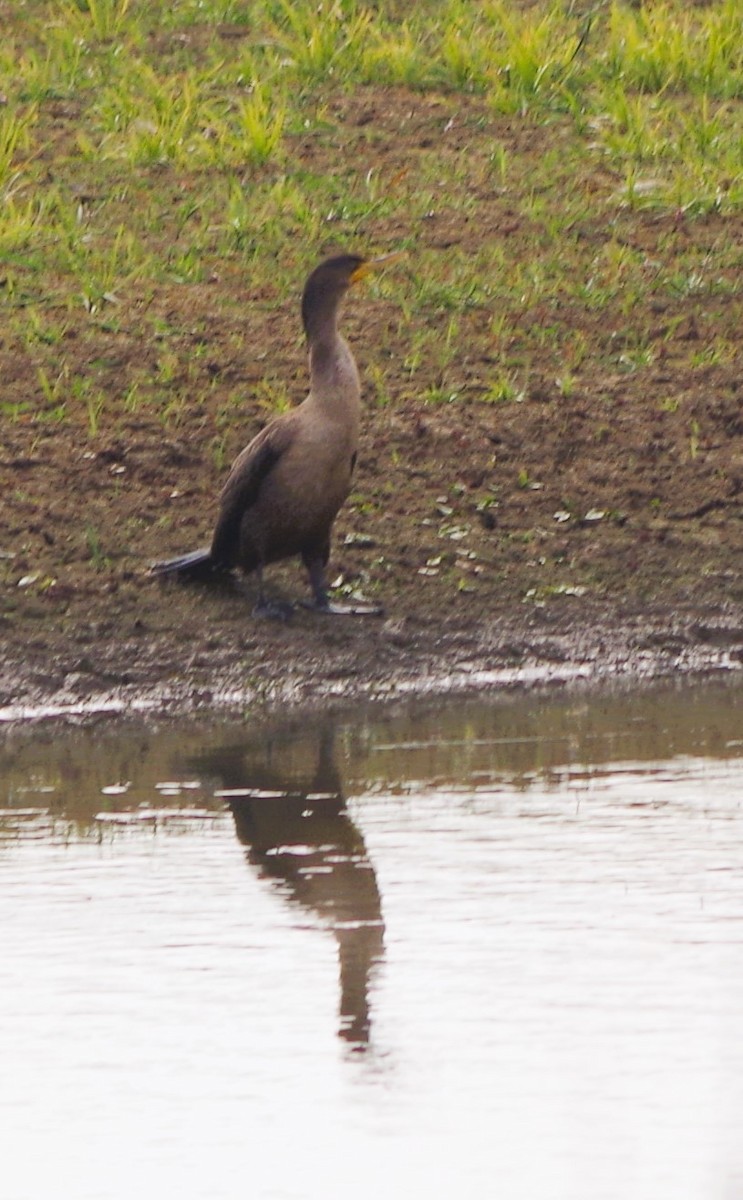 Double-crested Cormorant - ML642349541