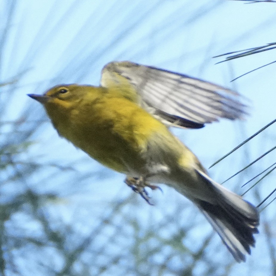 Pine Warbler - ML642349549