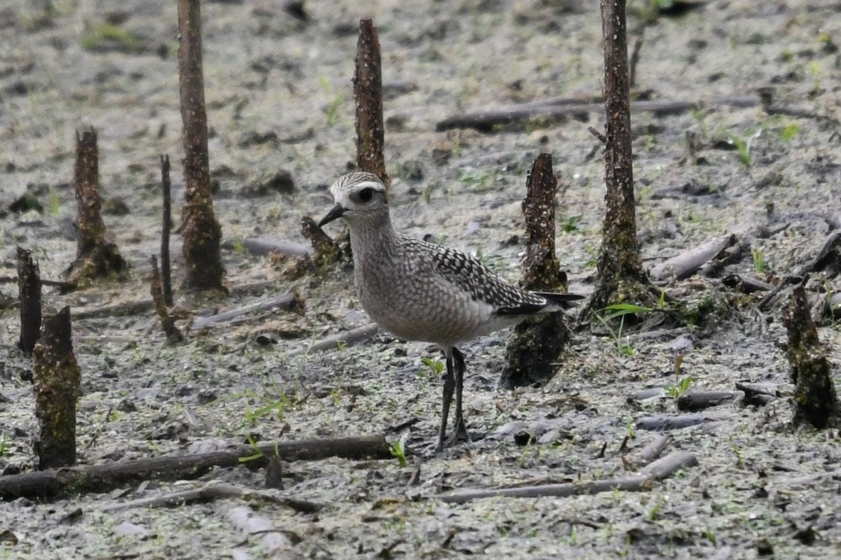 American Golden-Plover - ML642349568