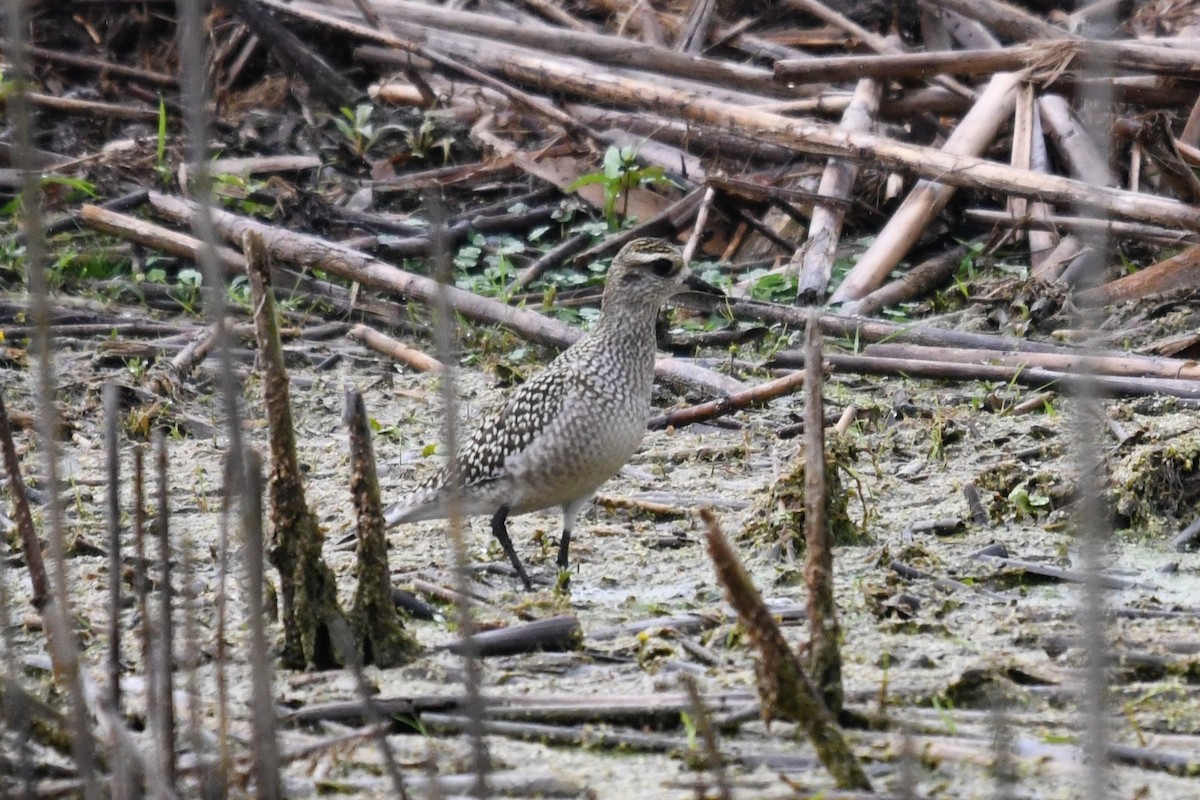 American Golden-Plover - ML642349569
