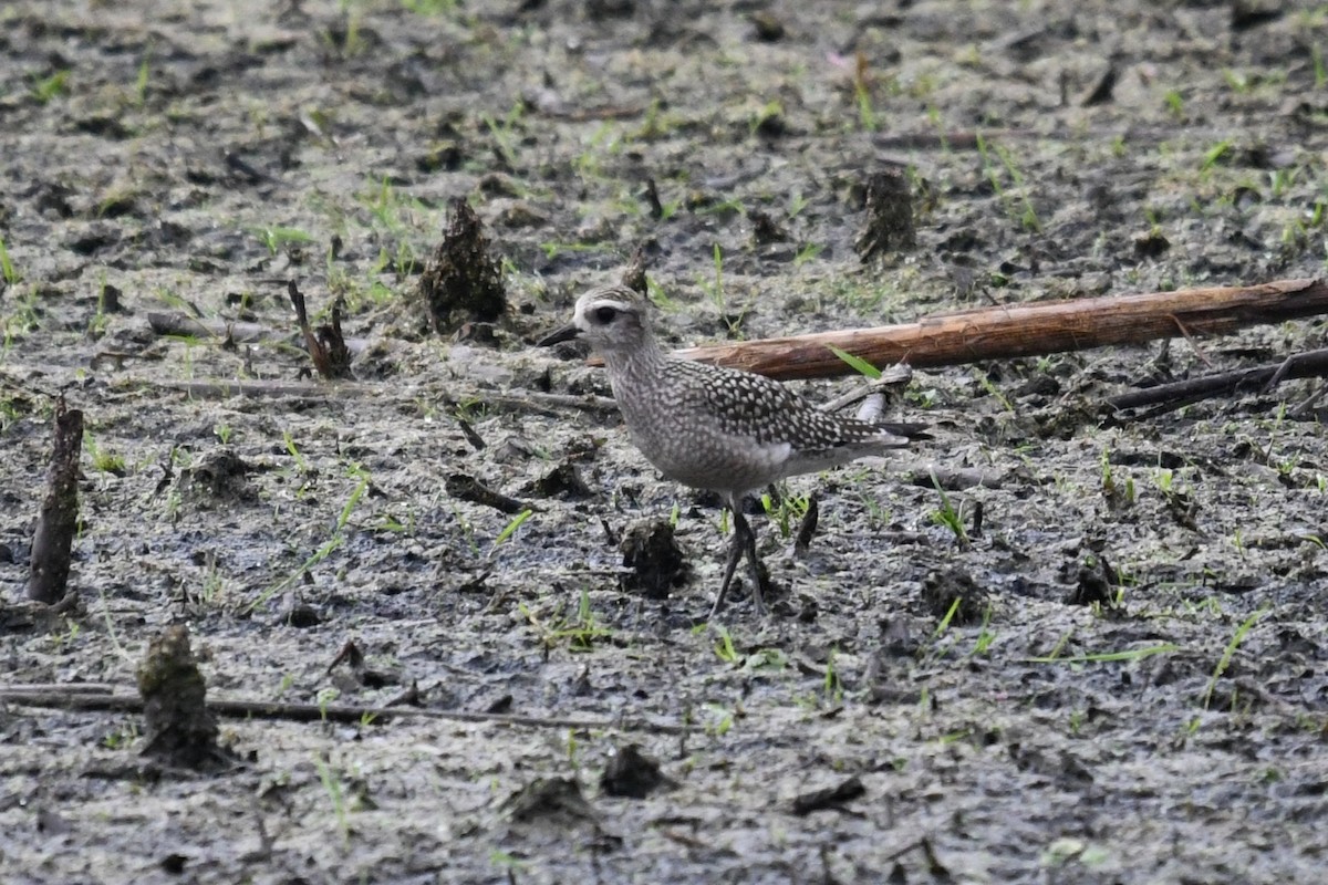 American Golden-Plover - ML642349570