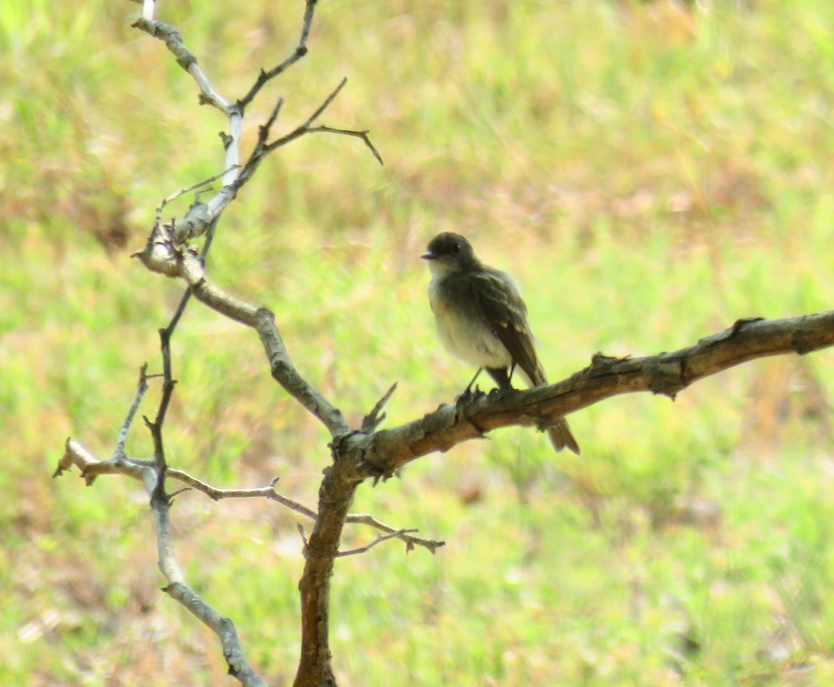 Eastern Phoebe - ML64234961