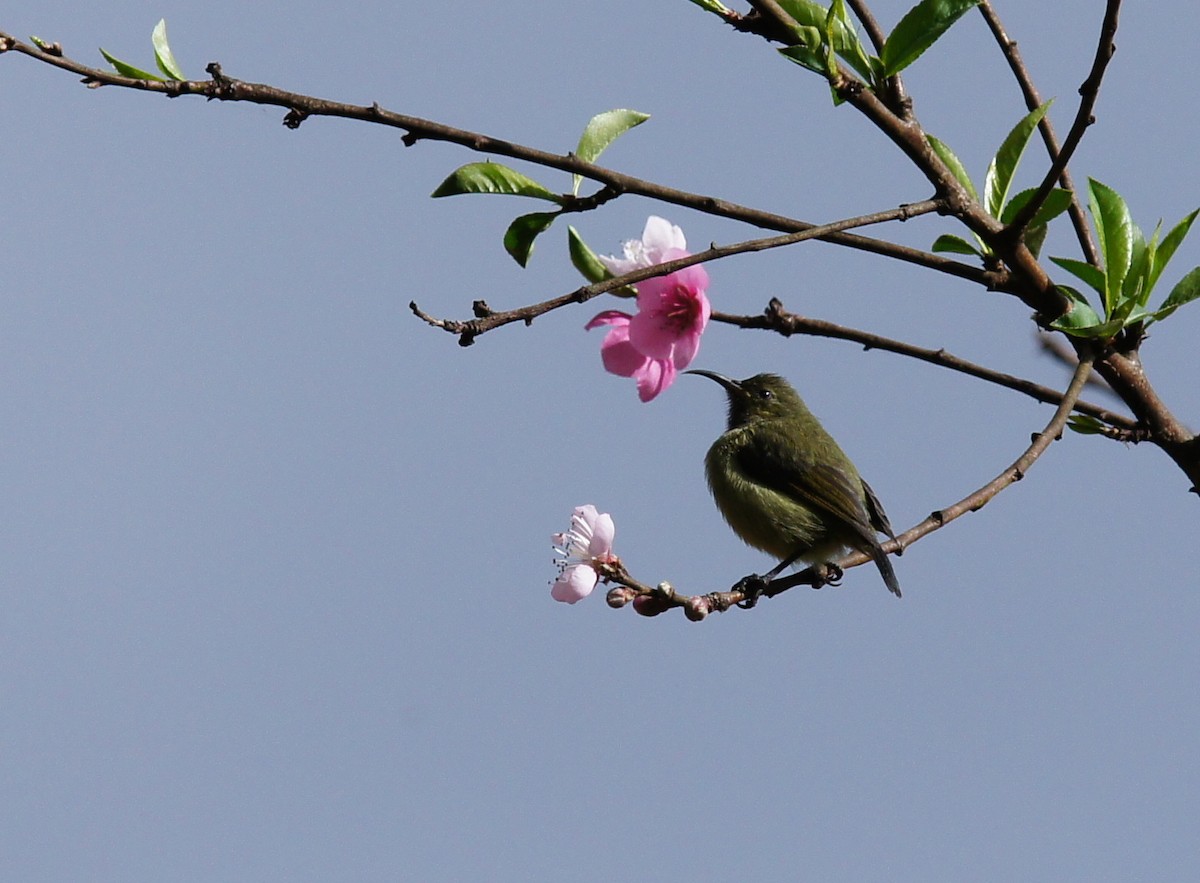 Usambara Double-collared Sunbird - ML642349611