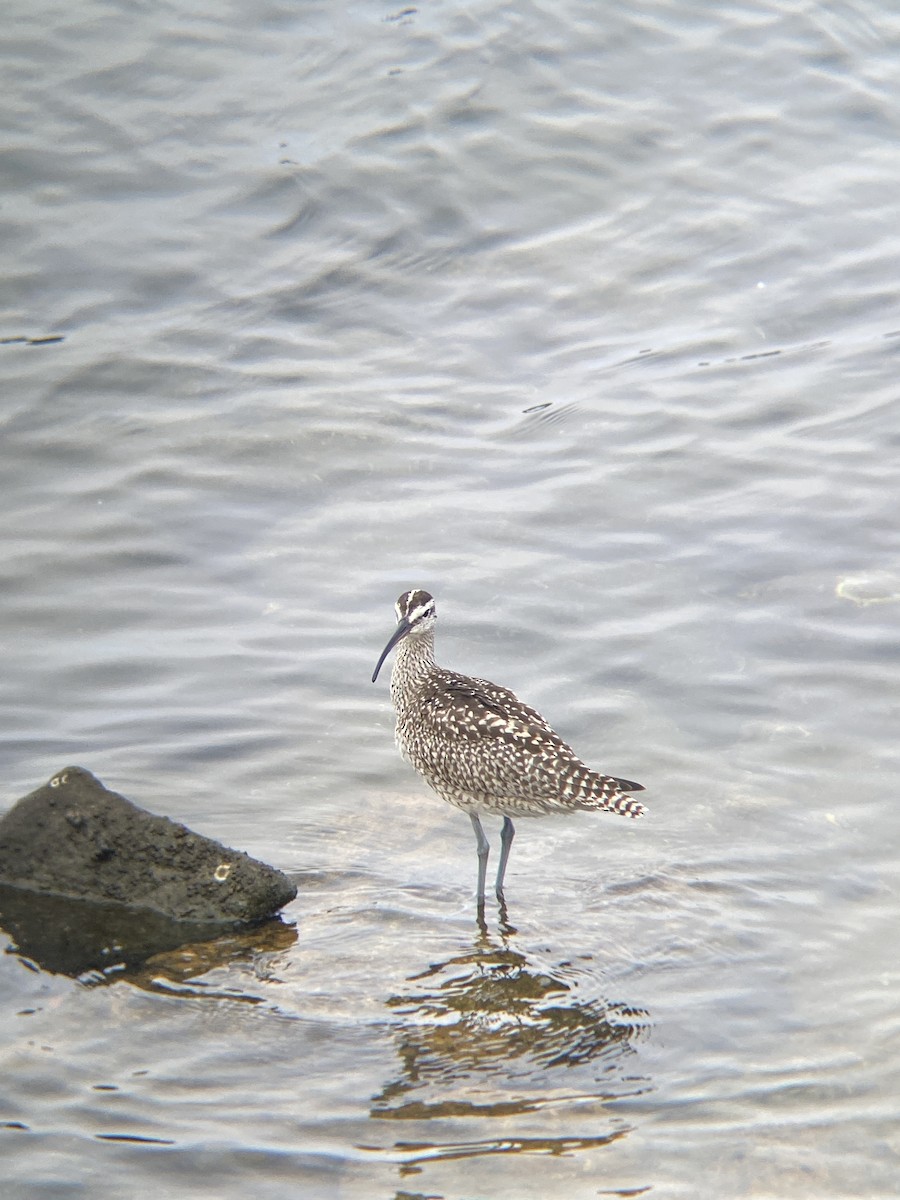 Whimbrel - ML642349628
