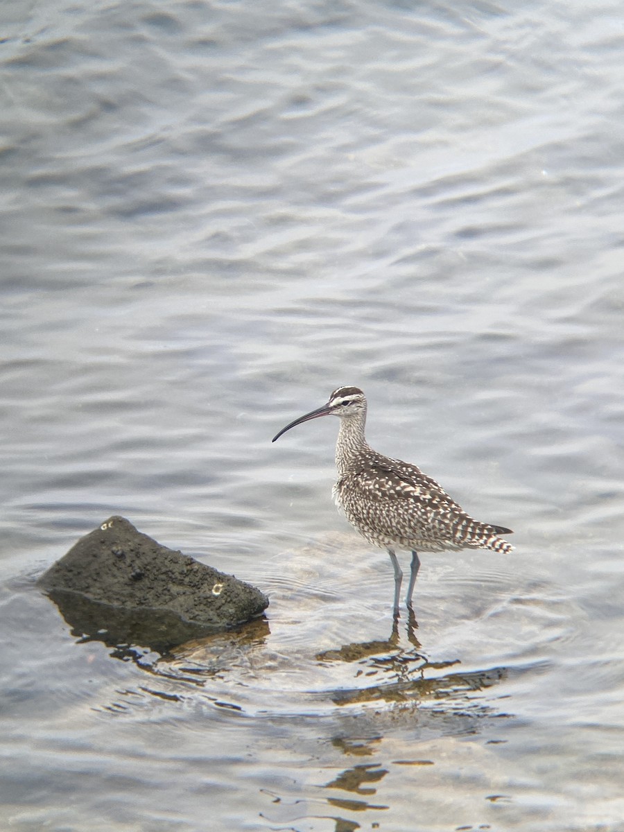 Whimbrel - ML642349629