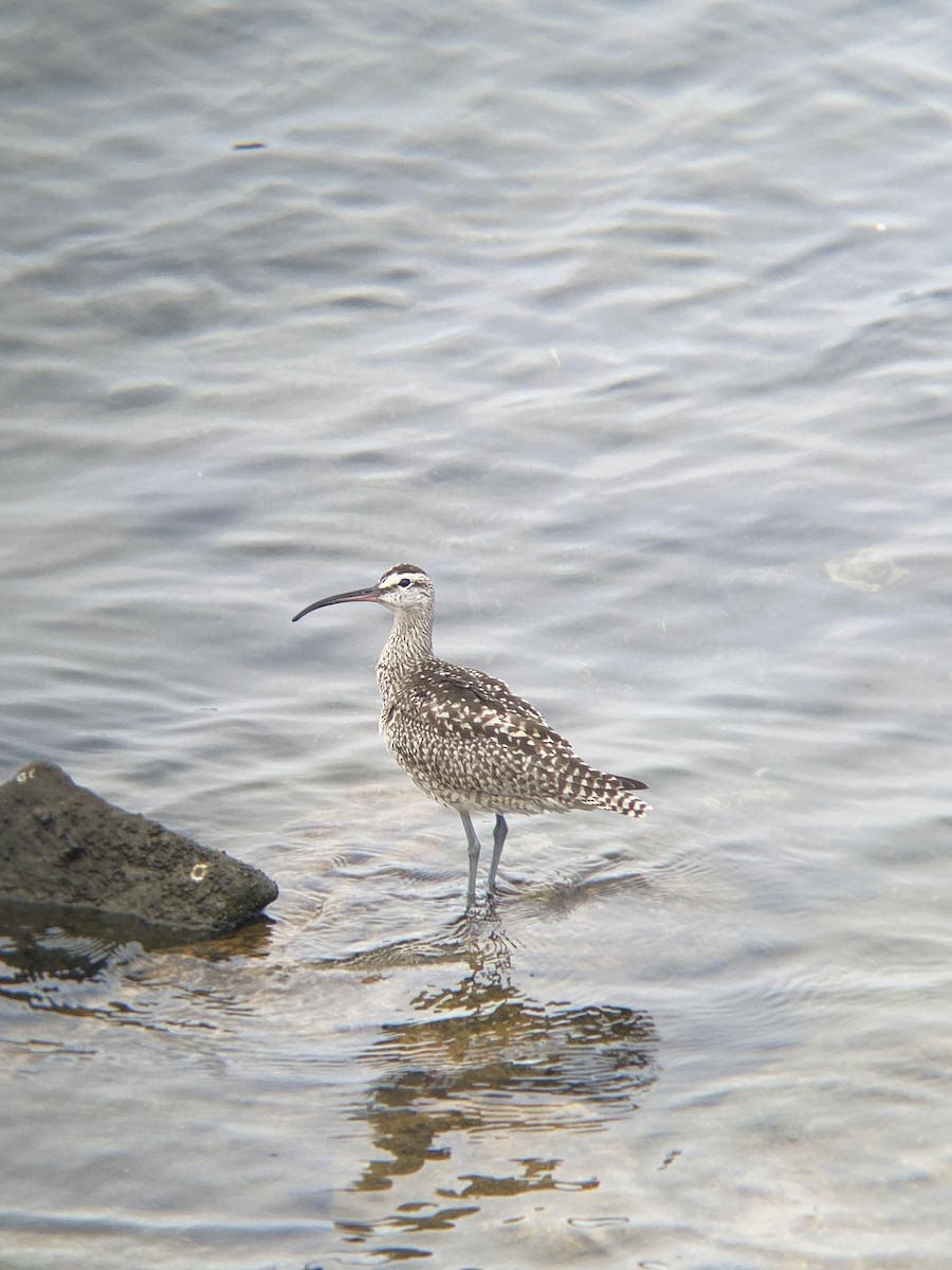 Whimbrel - ML642349630