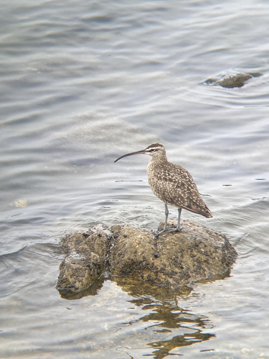 Whimbrel - ML642349631