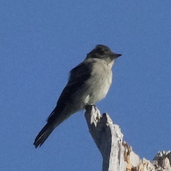 Eastern Wood-Pewee - ML642349734