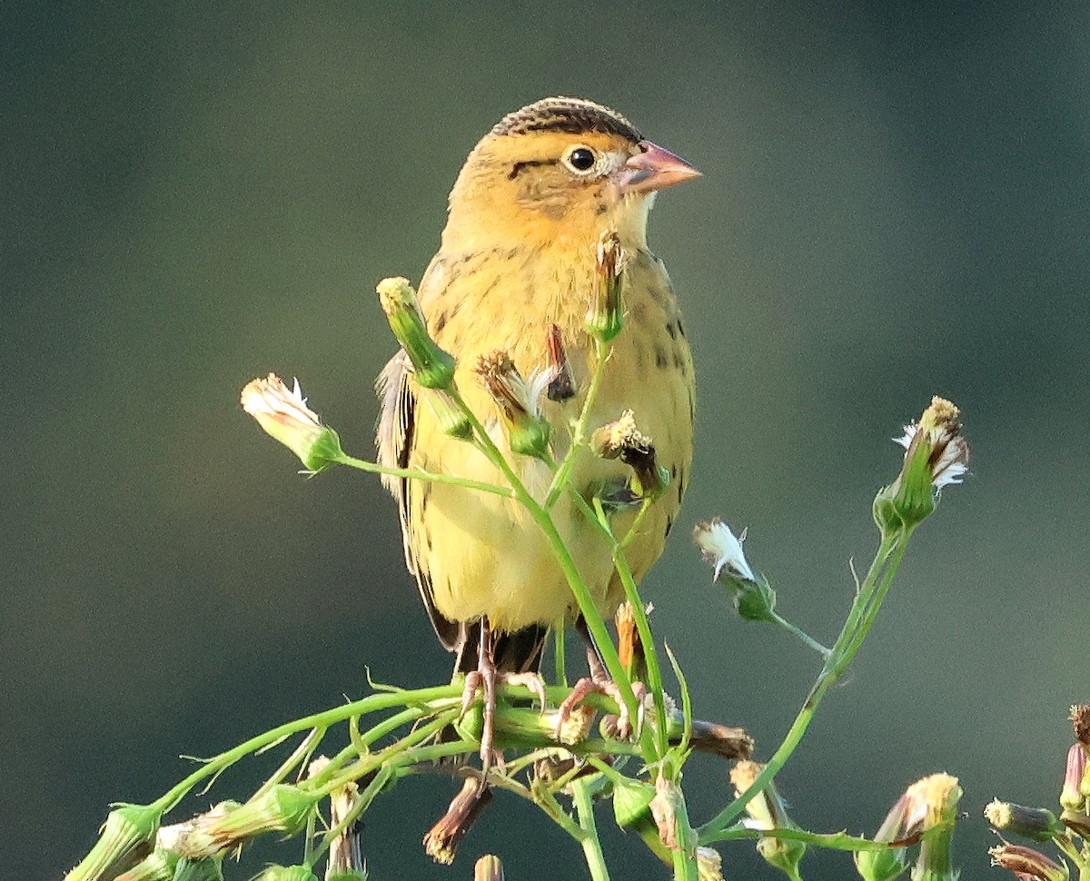 Bobolink - ML642349735