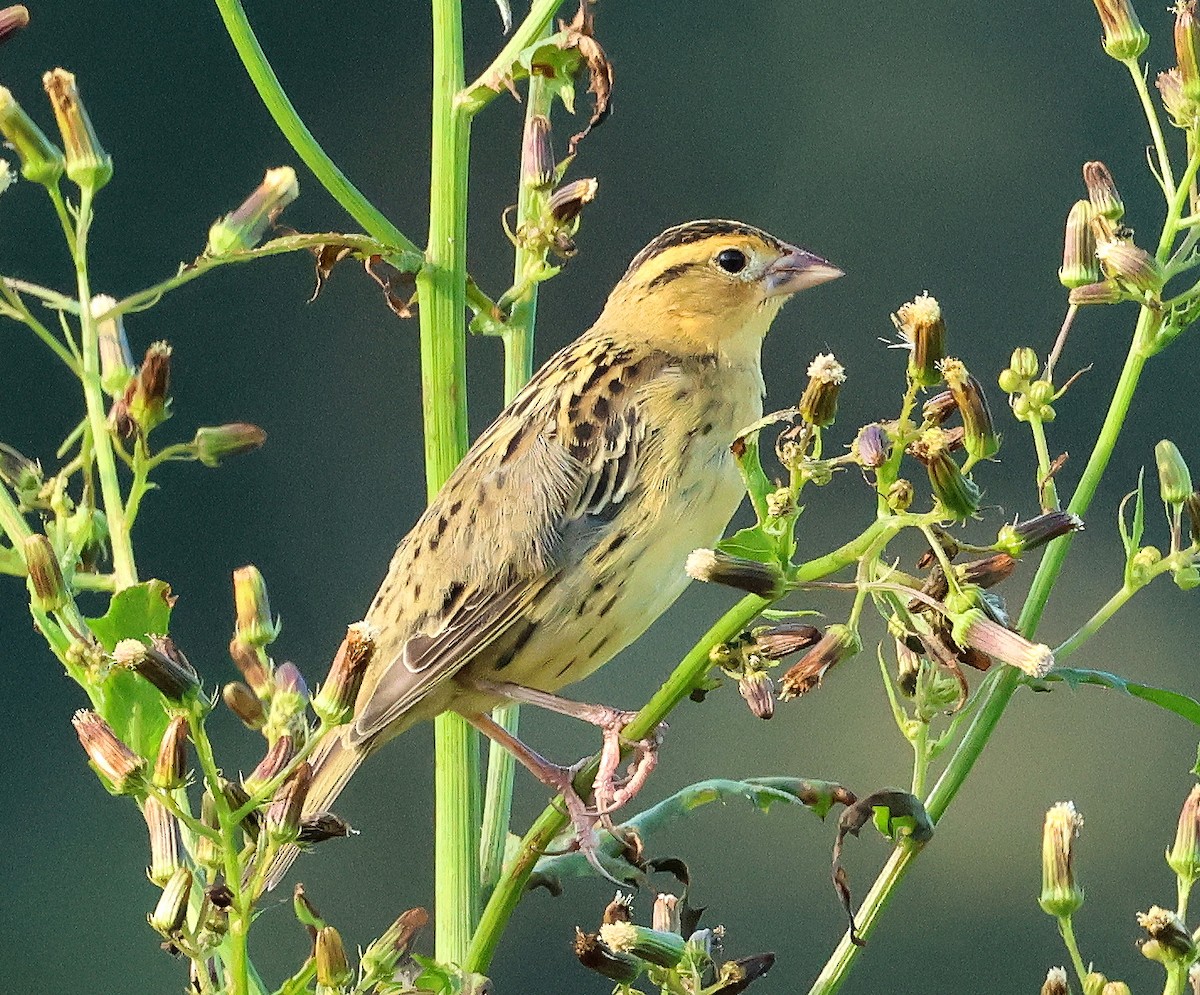 Bobolink - ML642349736