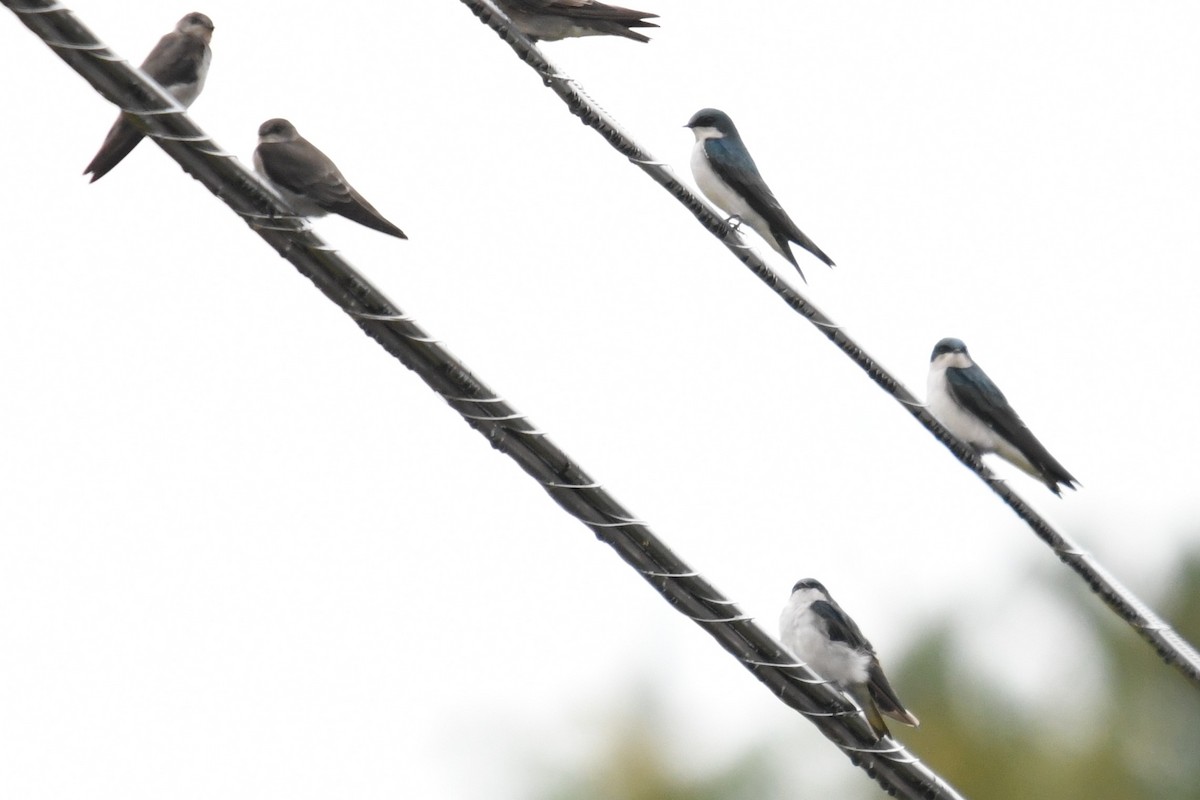Tree Swallow - ML642349756
