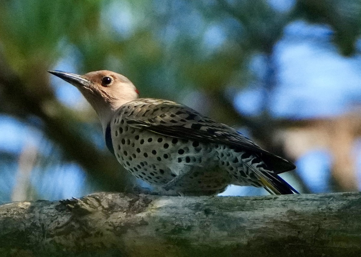 Northern Flicker - ML642349757