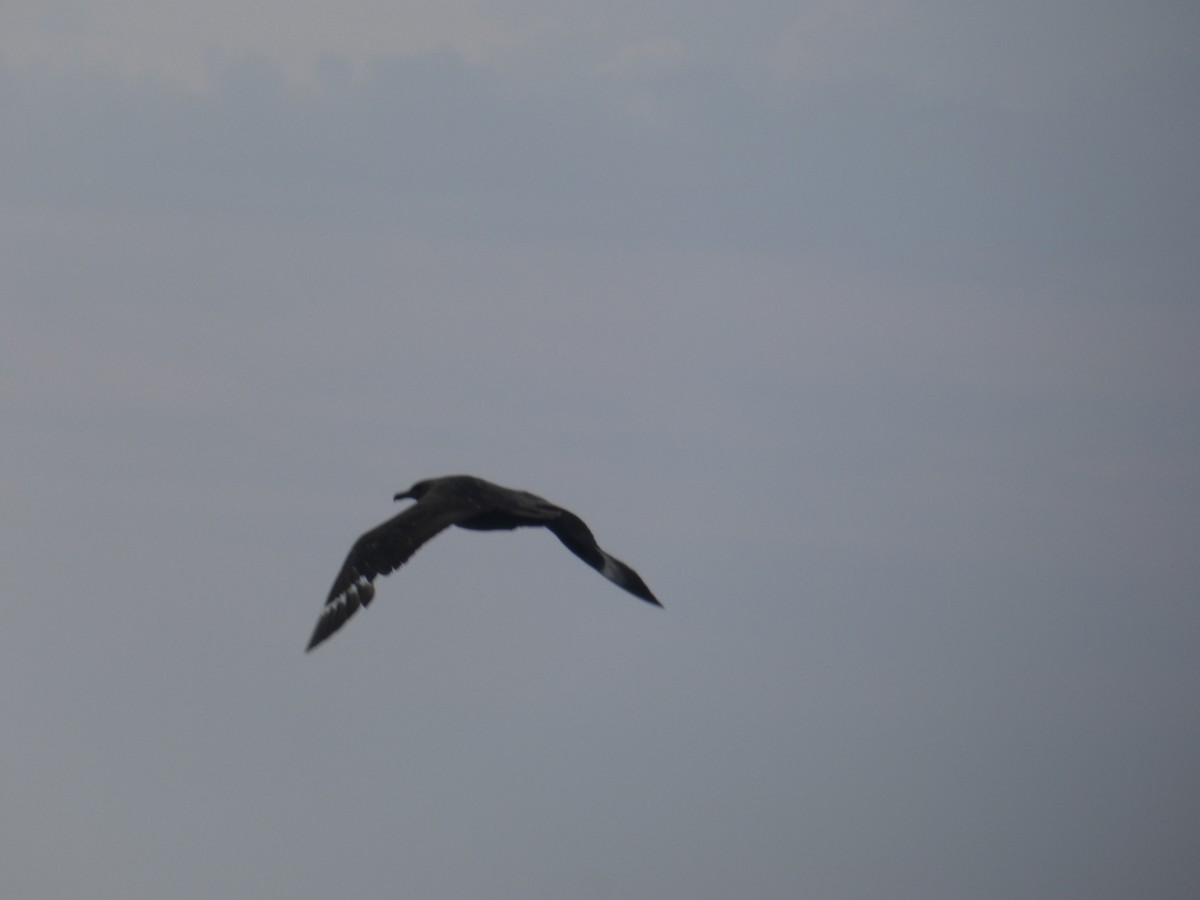 South Polar Skua - ML642349788