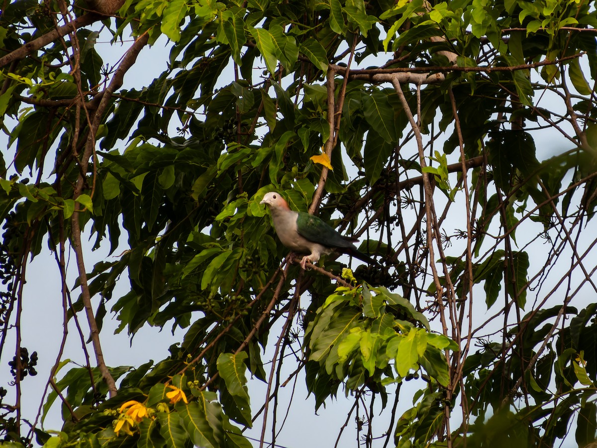 Green Imperial-Pigeon (Rufous-naped) - ML642349802