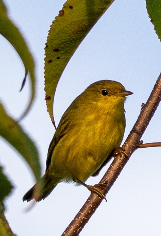 Paruline jaune - ML642349803