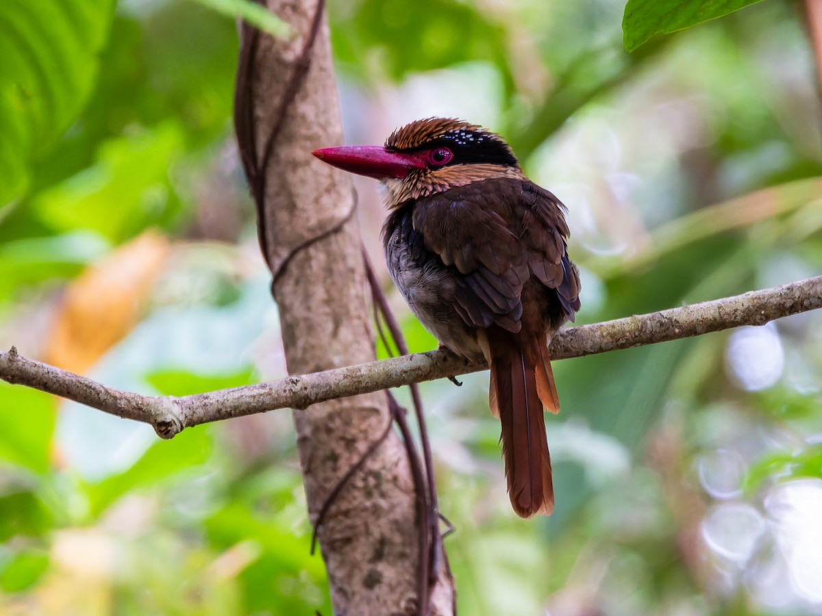 Sulawesi Lilac Kingfisher - ML642349809