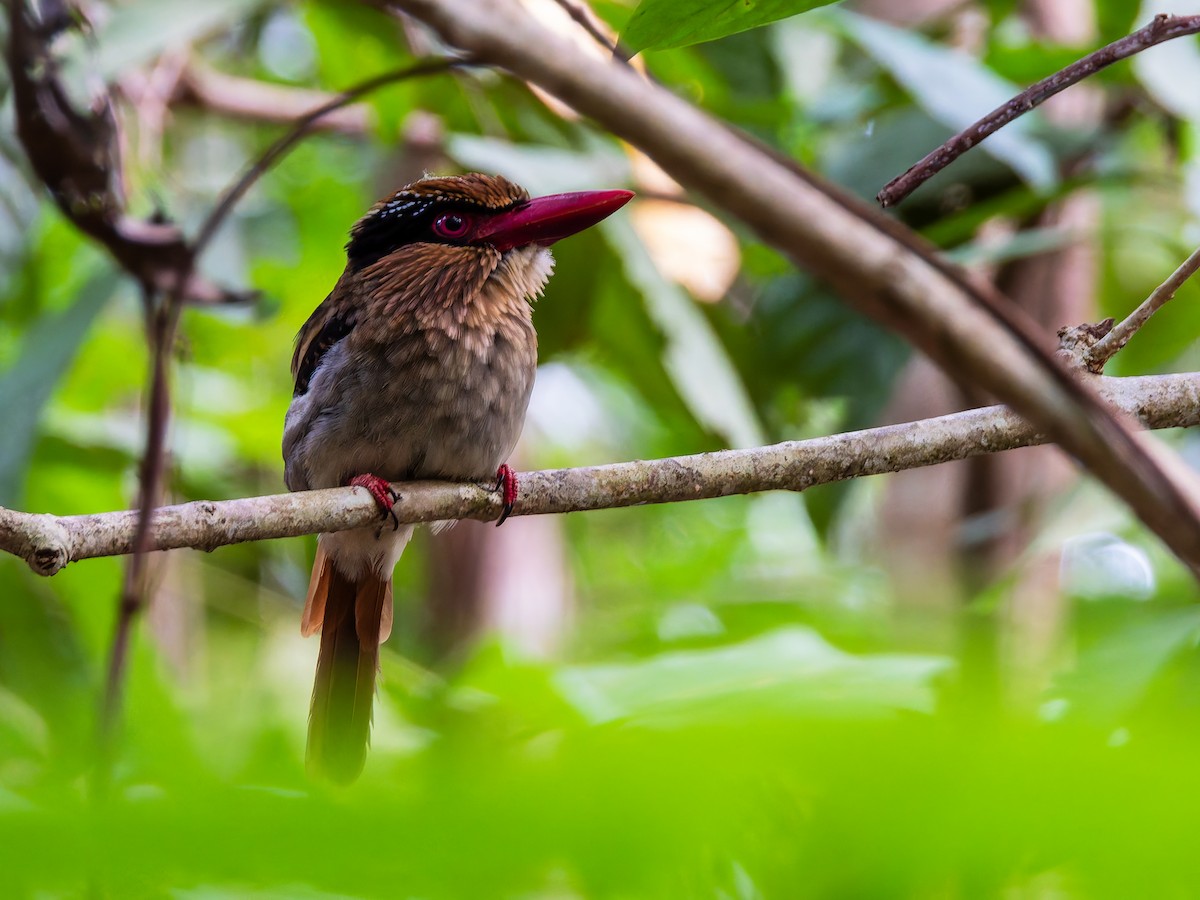 Sulawesi Lilac Kingfisher - ML642349810