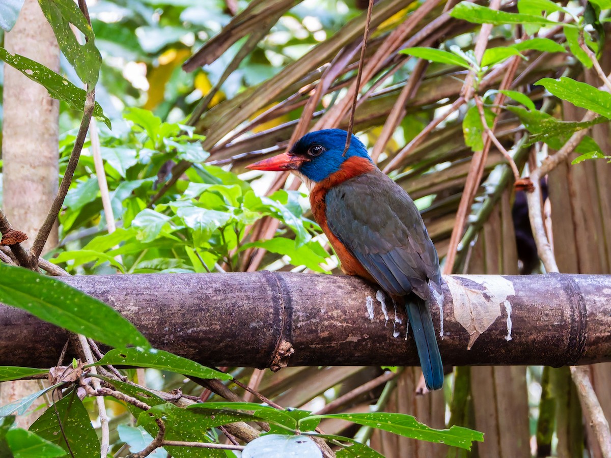 Green-backed Kingfisher (Blue-headed) - ML642349817