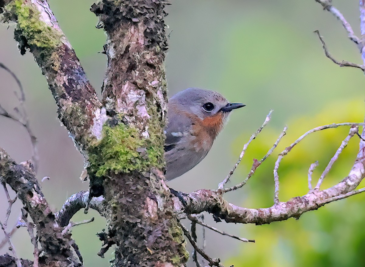 Kauai Elepaio - ML642349860