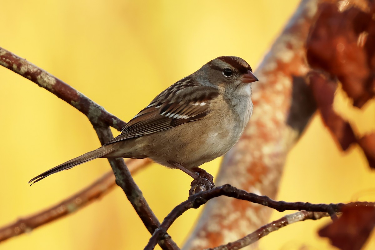 White-crowned Sparrow - ML642349863